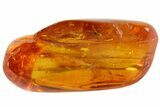 Detailed Fossil Spider (Aranea) In Baltic Amber #81729-1